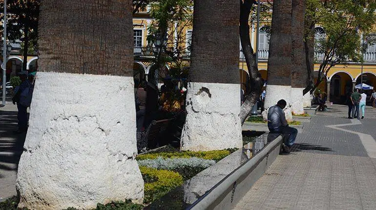 ¿Para qué sirve el encalado de árboles?
