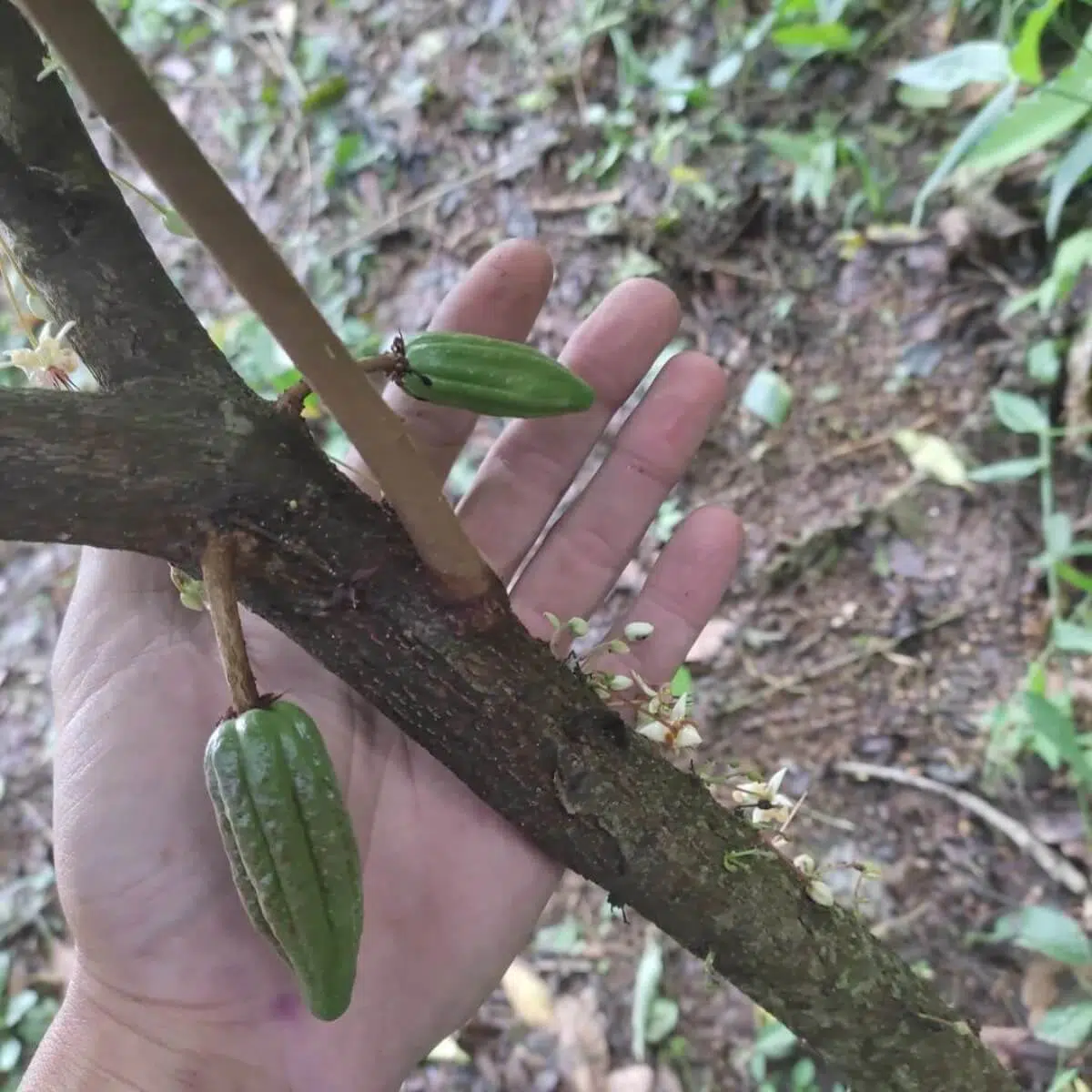 ¿Qué es la agricultura orgánica y su importancia en el Perú?