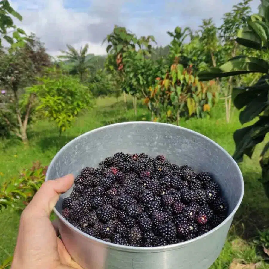 ¿Qué es la agricultura orgánica y su importancia en el Perú?