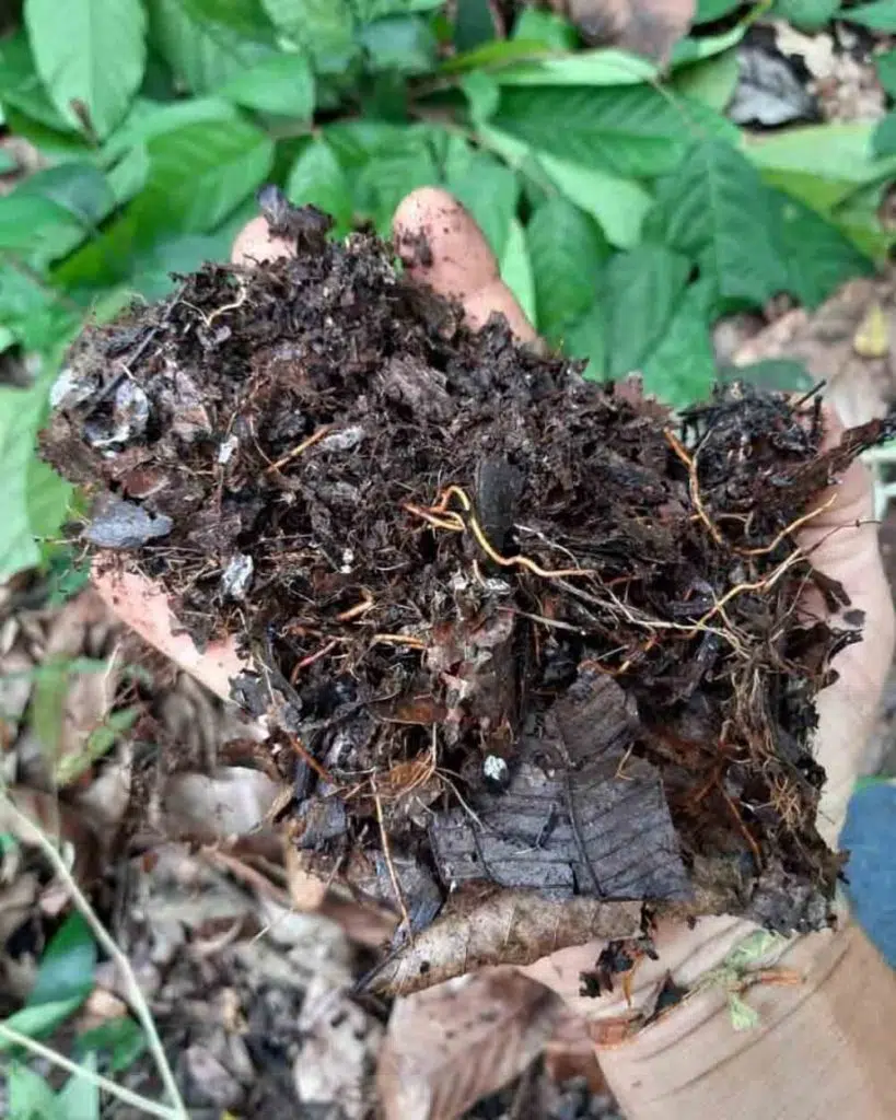 Importancia de la materia orgánica en el suelo