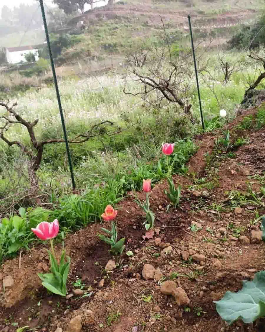 ¿Qué es la agricultura orgánica y su importancia en el Perú?