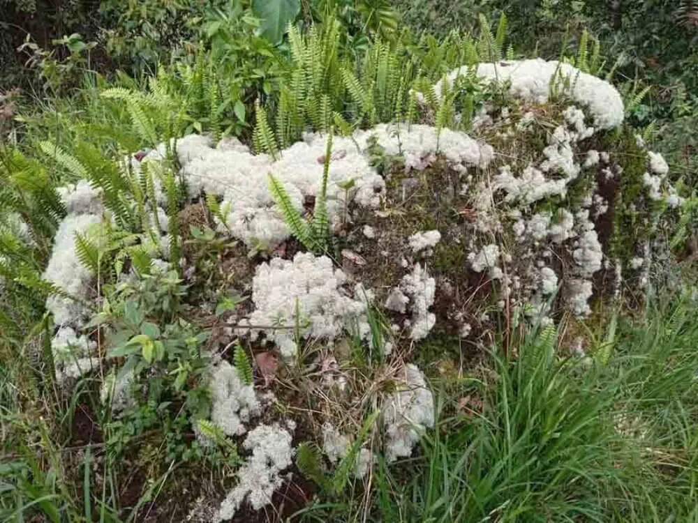 Importancia de la materia orgánica en el suelo.